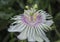 All about Passiflora foetida bush passion plant.