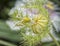 All about Passiflora foetida bush passion plant.