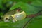 All puffed up green tree frog