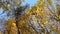 all-round view of yellowing treetops in autumn forest