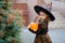 All Saints\' Day. Cute little girl portrays the wicked witch.