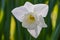 All white narcissus flower in spring light