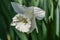 All white narcissus flower in spring light