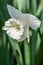 All white narcissus flower in spring light