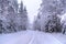 All white under snow. Snow forest in Sweden
