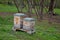 All-wood pine wood hives connected by a serrated joint. roof of galvanized sheet metal in the park under the hazel bushes. the bee