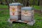 All-wood pine wood hives connected by a serrated joint. roof of galvanized sheet metal in the park under the hazel bushes. the bee