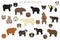 All world bear species in one set. Bears collection