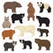 All world bear species in one set. Bears collections