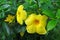 Allamanda