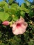 Allamanda blanchetii pink shoe flowers in the morning with attractive colors