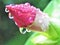Allamanda Blanchetti flower bud in our garden in Polonnaruwa with dew drops hanging on to it.