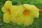 Allamanda or Buttercup Flower