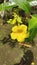 Allamanda Cathartica commonly called golden trompet