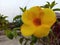 Allamanda cathartica flowers have a striking yellow color