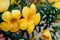 Allamanda cathartica linn golden trumpet tropical flowers with medicinal properties