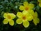 Allamanda cathartica Yellow Flower