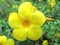 allamanda flower