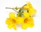 Allamanda flower isolated