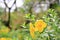 Allamanda Flowers with rain drop under sunlight in the summer garden