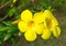 Allamanda, Golden Trumpet Flower