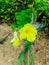 A allamanda plant with yellow flowers native to Brazil