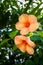 Allamanda Tiger