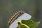 Allancastria louristana butterfly caterpillar