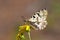 Allancastria louristana butterfly on yellow flower , butterflies of Iran