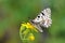 Allancastria louristana butterfly on yellow flower , butterflies of Iran