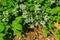 Allegheny Blackberry Flower, Rubus allegheniensis