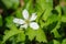 Allegheny Blackberry Flower â€“ Rubus allegheniensis