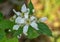Allegheny Blackberry Flowers â€“ Rubus allegheniensis