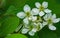 Allegheny Blackberry â€“ Rubus allegheniensis