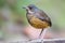 Allen Mierpitta, Moustached Antpitta, Grallaria alleni