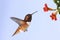 Allen\'s Hummingbird