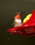 Allen\'s Hummingbird