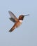 Allen\'s Hummingbird