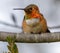 Allen`s Hummingbird Adult Male