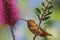 Allen`s hummingbird on callistemon flower.