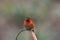 Allen`s Hummingbird Perched