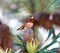 Allen`s Hummingbird Selasphorus sasin adult male perched on a flowering plant.