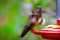 Allens Hummingbird Feeding