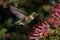 Allens Hummingbird\\\'s Delicate Dance with Blossoms (AI Generated)