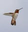 AllensAnnas Hybrid Hummingbird