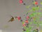 Allenâ€™s Hummingbird drinking nectar from a Red Star Autumn Sage bush