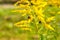 Allergy to pollen and plants. Detail of a honey bee pollinating yellow Ambrosia flowers with warm sunlight on a sumer