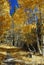 Alley of aspens near June Lake