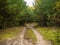 an alley in the autumn wild forest in a beautiful path in a young forest. selective focus