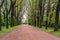 Alley avenue with tall trees green grass gravel walk path way road park